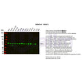U-Blot® HDAC2 Rabbit Monoclonal Antibody – Figure 1 of 6