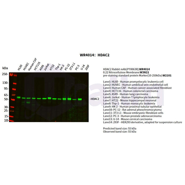 U-Blot® HDAC2 Rabbit Monoclonal Antibody – Figure 1 of 6