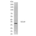 U-Blot® MMP7 Rabbit Monoclonal Antibody – Figure 1 of 1