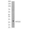 U-Blot® BID Rabbit Monoclonal Antibody – Figure 1 of 1