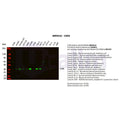 U-Blot® CDK6 (PT0069R) Rabbit Monoclonal Antibody – Figure 1 of 4