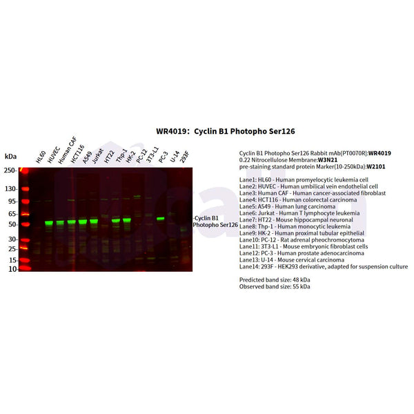 U-Blot® Cyclin B1 (Phospho Ser126) Rabbit Monoclonal Antibody – Figure 1 of 2