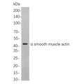 U-Blot® α smooth muscle actin Rabbit Monoclonal Antibody – Figure 1 of 1