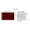 U-Blot® STAT1 α Rabbit Monoclonal Antibody – Figure 1 of 3