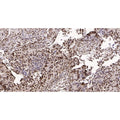 U-Blot® Survivin Rabbit Monoclonal Antibody – Figure 1 of 1