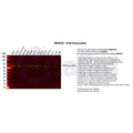 U-Blot® PI3-Kinase p85 α Rabbit Monoclonal Antibody – Figure 1 of 3