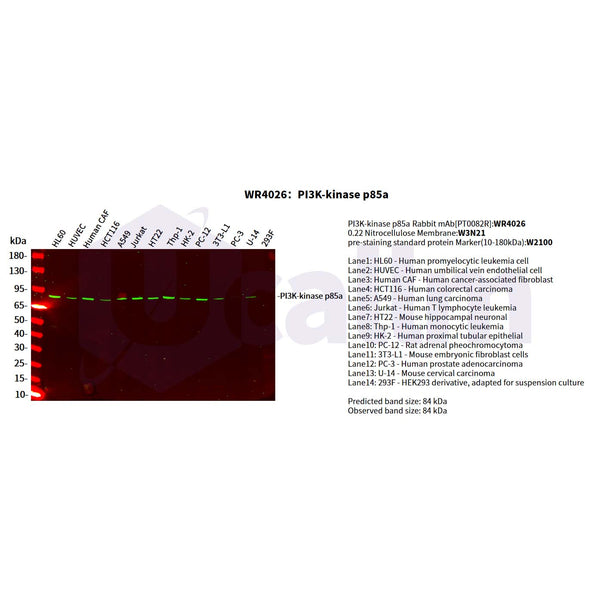 U-Blot® PI3-Kinase p85 α Rabbit Monoclonal Antibody – Figure 1 of 3