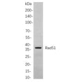 U-Blot® Rad51 Rabbit Monoclonal Antibody – Figure 1 of 1