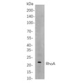 U-Blot® RhoA Rabbit Monoclonal Antibody – Figure 1 of 1