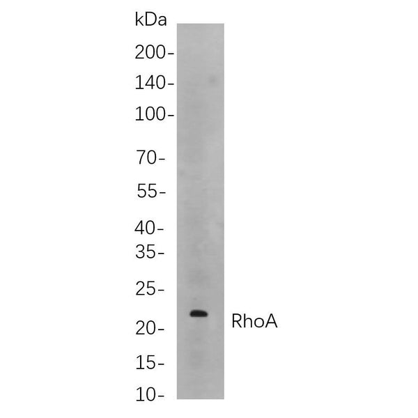 U-Blot® RhoA Rabbit Monoclonal Antibody – Figure 1 of 1