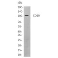 U-Blot® CD19 Rabbit Monoclonal Antibody (PT0089R) – Figure 1 of 1