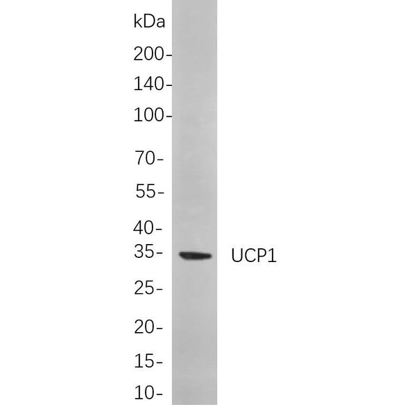 U-Blot® UCP1 Rabbit Monoclonal Antibody – Figure 1 of 1