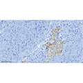 U-Blot® Chromogranin A Rabbit Monoclonal Antibody – Figure 1 of 4