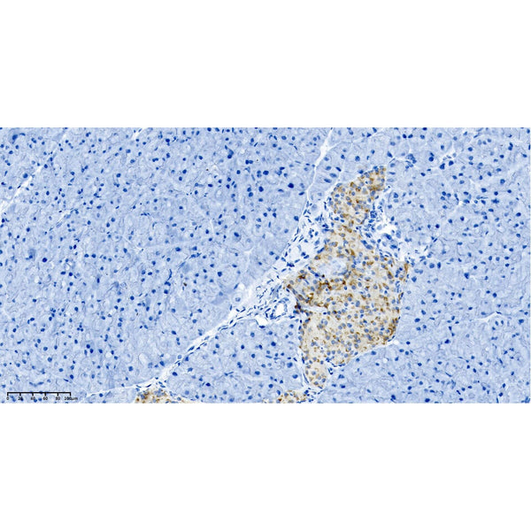 U-Blot® Chromogranin A Rabbit Monoclonal Antibody – Figure 1 of 4