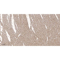 U-Blot® Lactate Dehydrogenase Isoenzyme V Rabbit Monoclonal Antibody – Figure 1 of 3
