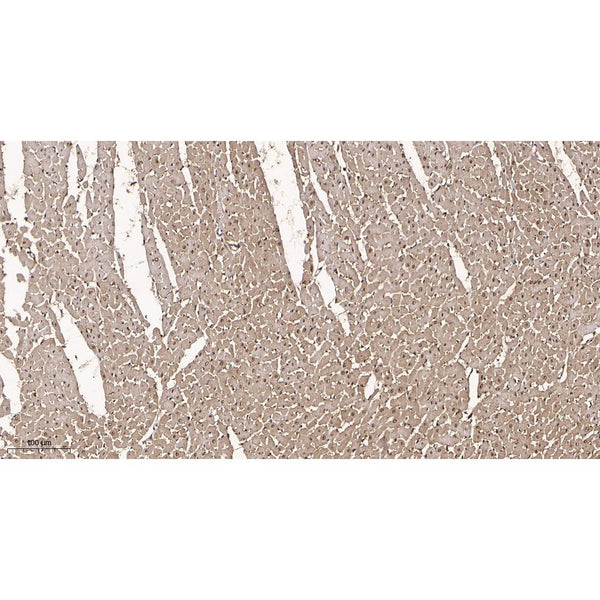U-Blot® Lactate Dehydrogenase Isoenzyme V Rabbit Monoclonal Antibody – Figure 1 of 3