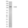 U-Blot® CD68 Rabbit Monoclonal Antibody (PT0098R) – Figure 1 of 1