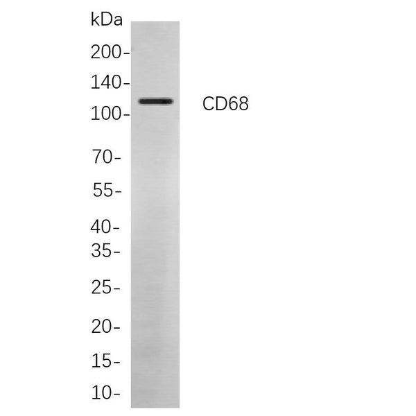 U-Blot® CD68 Rabbit Monoclonal Antibody (PT0098R) – Figure 1 of 1