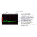 U-Blot® Caspase-3 Rabbit Monoclonal Antibody – Figure 1 of 2