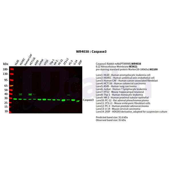 U-Blot® Caspase-3 Rabbit Monoclonal Antibody – Figure 1 of 2