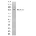 U-Blot® Nucleolin Rabbit Monoclonal Antibody – Figure 1 of 1