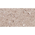 U-Blot® LAMP1 Rabbit Monoclonal Antibody – Figure 1 of 2