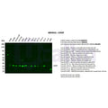 U-Blot® CHOP Rabbit Monoclonal Antibody – Figure 1 of 2