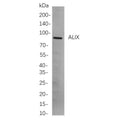 U-Blot® ALIX Rabbit Monoclonal Antibody – Figure 1 of 1