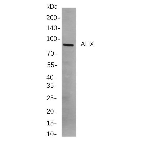 U-Blot® ALIX Rabbit Monoclonal Antibody – Figure 1 of 1
