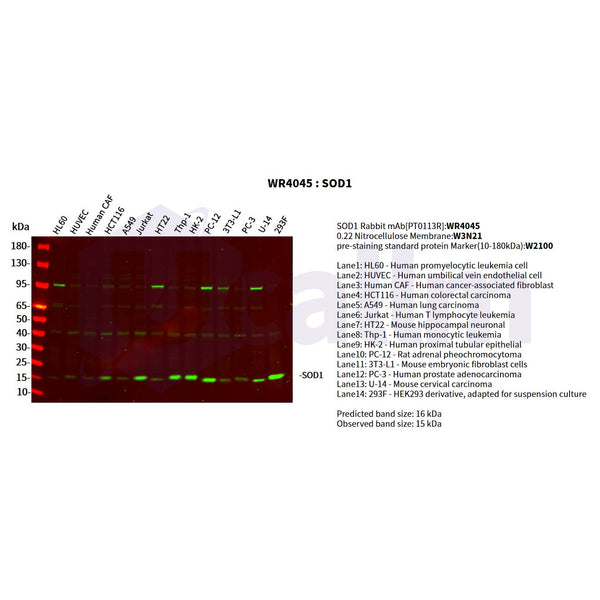 U-Blot® SOD1 Rabbit Monoclonal Antibody – Figure 1 of 2