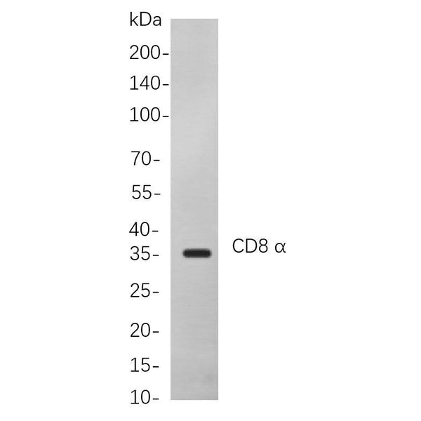 U-Blot® CD8 α Rabbit Monoclonal Antibody – Figure 1 of 1