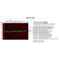 U-Blot® NOX2 Rabbit Monoclonal Antibody – Figure 1 of 2