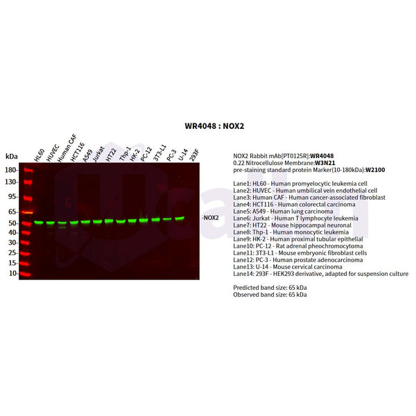 U-Blot® NOX2 Rabbit Monoclonal Antibody – Figure 1 of 2