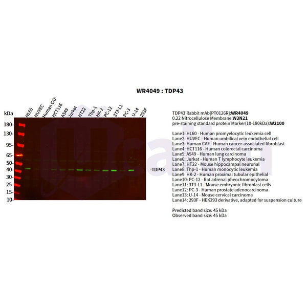 U-Blot® TDP43 Rabbit Monoclonal Antibody – Figure 1 of 2