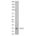 U-Blot® ISG15 Rabbit Monoclonal Antibody – Figure 1 of 1