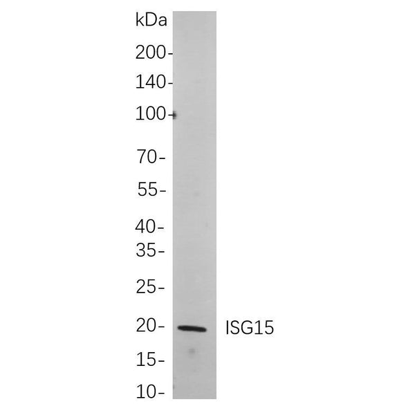 U-Blot® ISG15 Rabbit Monoclonal Antibody – Figure 1 of 1