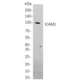 U-Blot® ICAM1 Rabbit Monoclonal Antibody – Figure 1 of 1
