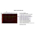 U-Blot® Rad21 Rabbit Monoclonal Antibody – Figure 1 of 5