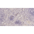 U-Blot® TMEM173 Rabbit Monoclonal Antibody – Figure 1 of 2