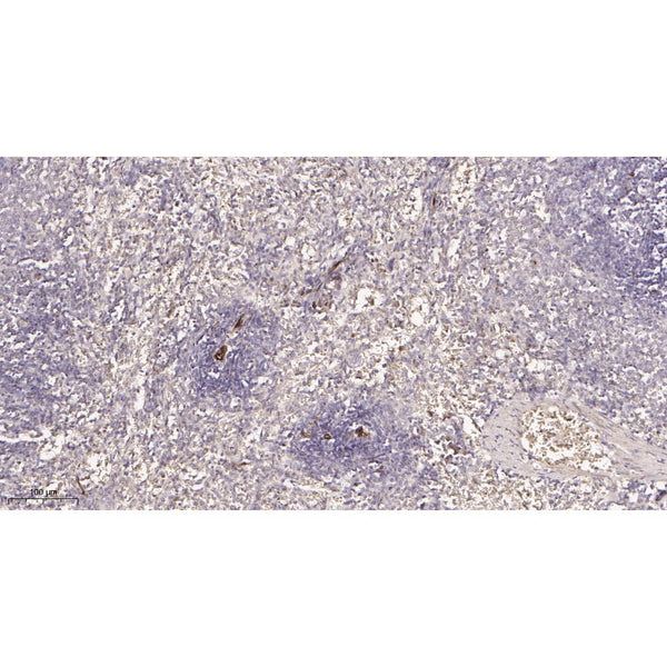 U-Blot® TMEM173 Rabbit Monoclonal Antibody – Figure 1 of 2