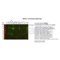 U-Blot® IGF1 Receptor Rabbit Monoclonal Antibody – Figure 1 of 3