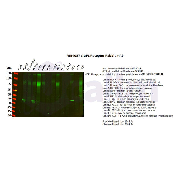 U-Blot® IGF1 Receptor Rabbit Monoclonal Antibody – Figure 1 of 3