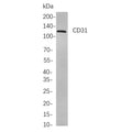 U-Blot® CD31 Rabbit Monoclonal Antibody (PT0141R) – Figure 1 of 1