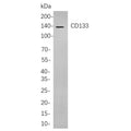 U-Blot® CD133 Rabbit Monoclonal Antibody – Figure 1 of 1