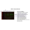 U-Blot® Caldesmon Rabbit Monoclonal Antibody – Figure 1 of 5