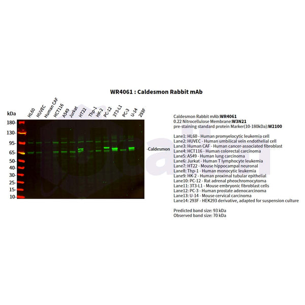 U-Blot® Caldesmon Rabbit Monoclonal Antibody – Figure 1 of 5