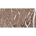 U-Blot® Actin (pan) Rabbit Monoclonal Antibody – Figure 1 of 7