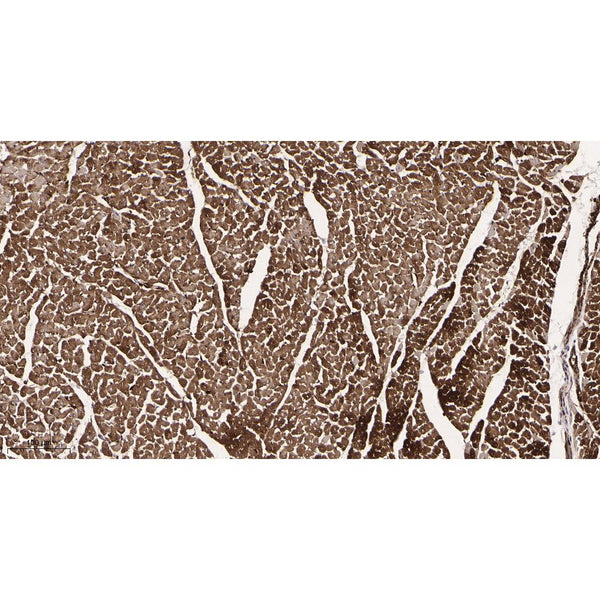 U-Blot® Actin (pan) Rabbit Monoclonal Antibody – Figure 1 of 7