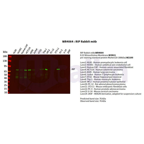 U-Blot® RIP Rabbit Monoclonal Antibody – Figure 1 of 4