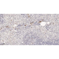 U-Blot® IL18 Rabbit Monoclonal Antibody – Figure 1 of 2